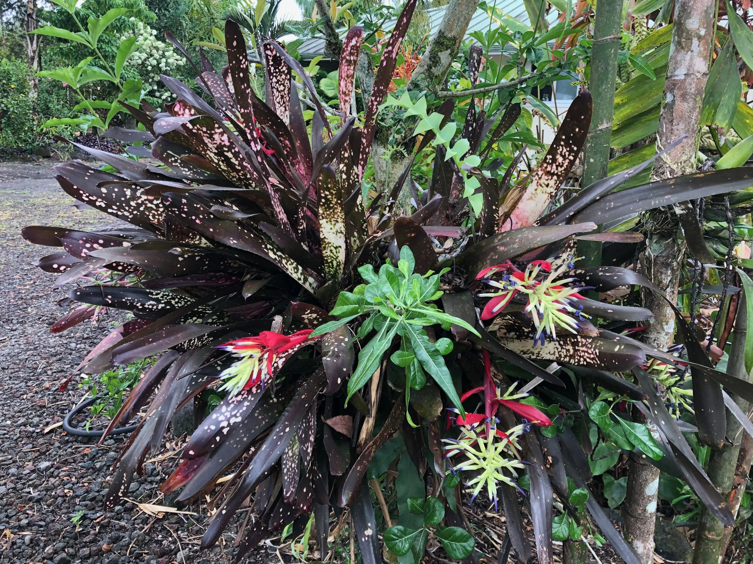 Billbergia 'Hallelujah' — Vintage Green Farms with Tom Piergrossi Billbergia 'Hallelujah' — Vintage Green Farms with Tom Piergrossi